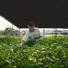 Professional Sunshade Net For Arbors, Made Of High-Quality Sun-Protective Fabric, Designed With A 94% Ultraviolet Blocking Rate, And Pre-Set Installation Holes For Convenience, Meeting Various Usage Needs Of Outdoor Sunshade Nets.