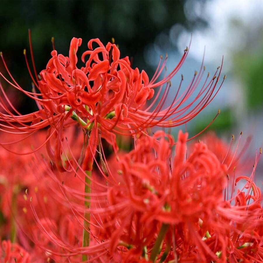 190 piezas de bulbos de amarilis rojos, semillas de amarilis, bulbos de luz de amor, bulbos resistentes, flores en flor - 190 - Ver 1