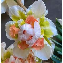 178 piezas de chicle de narciso - 178 semillas - Ver 2
