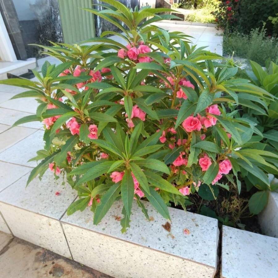 Flower Seeds - 165 - View 1