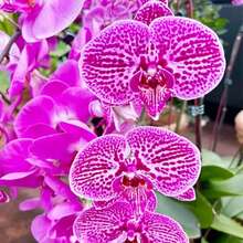 144 piezas de semillas de orquídea Grimace para amantes de las orquídeas - 144 piezas - Ver 1