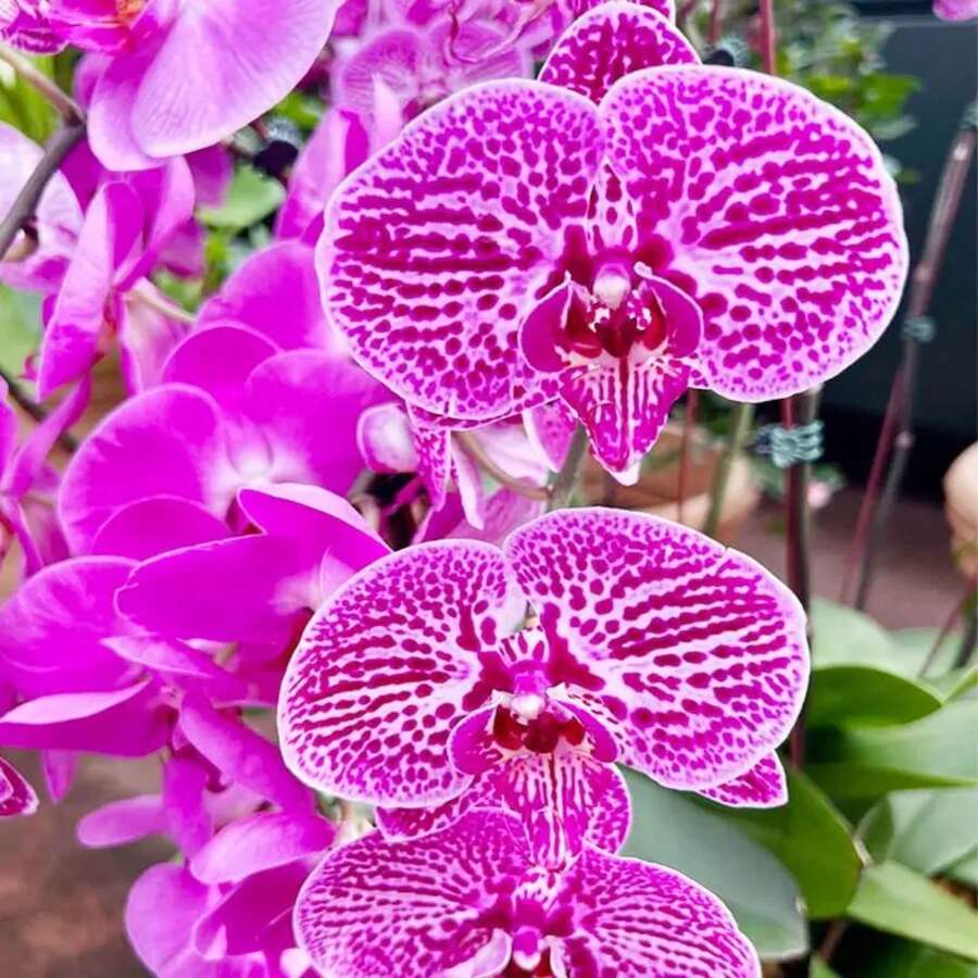 144 piezas de semillas de orquídea Grimace para amantes de las orquídeas - 144 piezas - Ver 1