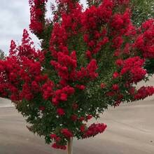 Árbol rojo de seda roja (Lagerstroemia indica) - adecuado para jardinería y decoración de jardines - muy adecuado para decoración exterior y de jardines, plantas únicas - 200 - Ver 1