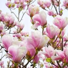 Semillas de flor de magnolia para plantar árbol fragante perenne planta ornamental jardín paquete 108 piezas alta germinación fácil cultivo diseño atractivo especie resistente - 108 piezas - Ver 2