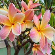 100 piezas de semillas de Plumeria amarilla y blanca flores perennes hawaianas aromáticas jardín fácil cultivo decoración hogar exterior planta ornamental variedad tropical - Juntos - Ver 2