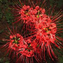 190 piezas de bulbos de amarilis rojos, semillas de amarilis, bulbos de luz de amor, bulbos resistentes, flores en flor - 190 - Ver 4