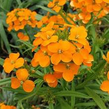 201 piezas de flores de jaspe dorado - Alta tasa de germinación, fácil cuidado, perfecto para crear tu propio mini jardín - 201 piezas - Ver 4