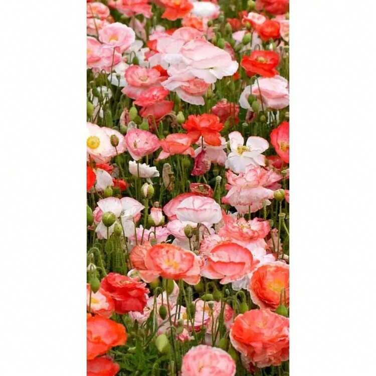Flower Seeds - 100PCS - View 3