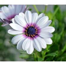 Almacén Local perfume Semillas de Lirio, Semillas de Flores de Doble Fragancia para las Cuatro Estaciones, Semillas de Lirio, Macetas - paquete de 500 - Ver 5