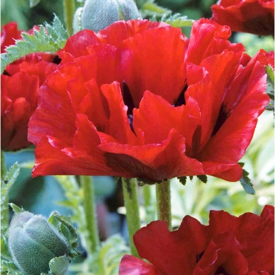 122 piezas de semillas de flores rojas perennes - 122 - Ver 1