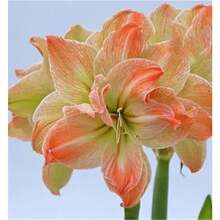 207 bolas de Amaryllis Vittata FW semillas bulbos paquete jardinería planta flor ornamental exterior interior fácil cultivo flores grandes resistentes excelente decoración paisajismo hogar oficina regalo para amantes de plantas y jardinería - 207 piezas - Ver 2