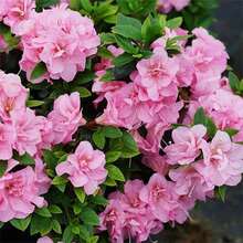 30+ semillas mixtas de azalea Rhododendron simsii para plantar colores vibrantes maceta jardín exterior fácil germinación resistente flores ornamentales decoración interior paisajismo primavera verano vivaz - SEMILLA - Ver 4