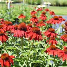 211 piezas de semillas de flor de jacinto escamoso para plantar, flor silvestre perenne, floración de verano - 211 - Ver 3