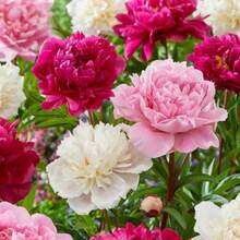 251 piezas de semillas de flores herbaceas de peonia raras lote 251 semillas peonia herbacea rareza botanica para cultivo en maceta y jardin presentacion amplia para proyectos de paisajismo floracion sofisticada y duradera semillas de alta calidad seleccionadas para buena germinacion y resistencia - 251 - Ver 3