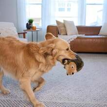 Outward Hound, Hedgehogz Plush Dog Toy, XL - MàuD - Xem 6