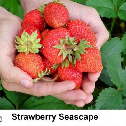 Seed Seaview Strawberry, Large Fruit, Edible Seed, High Quality Fruit Seed Easy To Plant