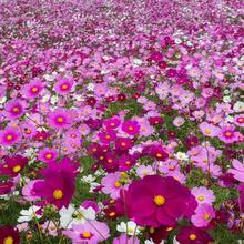 500 piezas de semillas mixtas de Cosmos Bipannatus anuales, tolerantes a la sequía, auto-sembrables, semillas de flores mixtas para plantar al aire libre, fáciles de cultivar y plantar - 500 semillas - Ver 2
