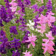 210 piezas de semillas mixtas de salvia Clark (salvia) - 210 - Ver 5