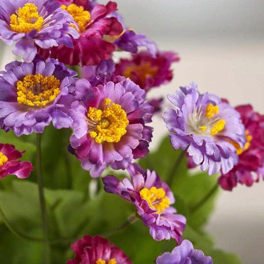 200 piezas de semillas con descuento, semillas de crisantemo grandes mixtas, adecuadas para plantación al aire libre, semillas de flores, adecuadas para plantación al aire libre, plantas de flores al aire libre, jardinería natural - 200 - Ver 1
