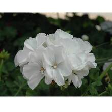 Flower Seeds - 20seeds/Pack - View 4