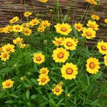 266 piezas de semillas de flores amarillas tempranas - 266 - Ver 1