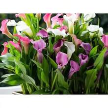 150 bulbos de lirio Kara de colores importados, plantas en maceta, flores de interior de cuatro estaciones, plantas de floración fáciles de cultivar, perennes - 150 piezas - Ver 1