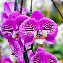 144 piezas de semillas de orquídea Grimace para amantes de las orquídeas - 144 piezas - Ver 5