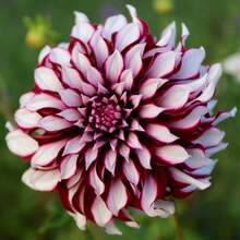 100 piezas de semillas de flor de dalia, semillas de árbol bonsái, semillas de dalia para plato de cena, plantas de dalias en el jardín del hogar, regalo DIY para tu familia - 1 paquete de semillas - Ver 4