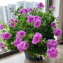 Flower Seeds - 20seeds/Pack - View 2