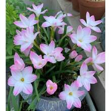 Semillas de Morning Glory, Semillas de Flores Perennes para Exteriores, Semillas de Cubierta de Suelo Perenne, Semillas de Césped Creep, Plantas de Interior y Exterior, Semillas de Flores para Plantar, Semillas de Jardín y Cultivo, Entrega Local - 100 piezas/semillas - Ver 2