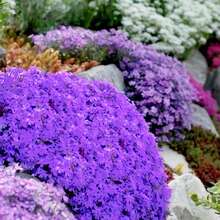 500 Semillas de Phlox Creeping Morado para Césped, Semilla de Cubierta de Suelo de Flor Perenne, No GMO de Larga Floración - Variante 1 - Ver 2