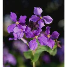 109 piezas de semillas, orquídea morada de febrero, tolerancia al frío y la sequía, enverdecimiento del jardín, mar de flores moradas - EYL-109 - Ver 5