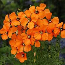 201 piezas de flores de jaspe dorado - Alta tasa de germinación, fácil cuidado, perfecto para crear tu propio mini jardín - 201 piezas - Ver 3