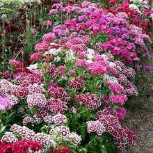 200 piezas de tabletas bicolor Dianthus Dwarf Mix, semillas no transgénicas, racimos Sweet William, para jardín ornamental, fácil cultivo, flores perennes coloridas, naturaleza decoración ecológica hogar - SEMILLA - Ver 3