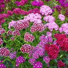 200 piezas de tabletas bicolor Dianthus Dwarf Mix, semillas no transgénicas, racimos Sweet William, para jardín ornamental, fácil cultivo, flores perennes coloridas, naturaleza decoración ecológica hogar - SEMILLA - Ver 5