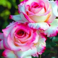 Semillas de flores perennes de rosa doble rosa, adecuadas para principiantes, utilizadas para cortar flores y para tejido de flores para atraer insectos y crear adornos verticales en jardines. - 100 piezas/semillas - Ver 2