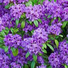30+ semillas mixtas de azalea Rhododendron simsii para plantar colores vibrantes maceta jardín exterior fácil germinación resistente flores ornamentales decoración interior paisajismo primavera verano vivaz - SEMILLA - Ver 7