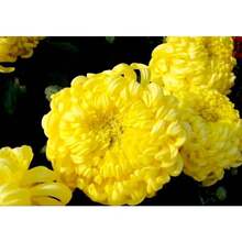 146 piezas de semillas de lelilie de día flores ornamentales exterior jardín mix colores vivos fácil cultivo decoración premium resistente especial - 146 - Ver 1
