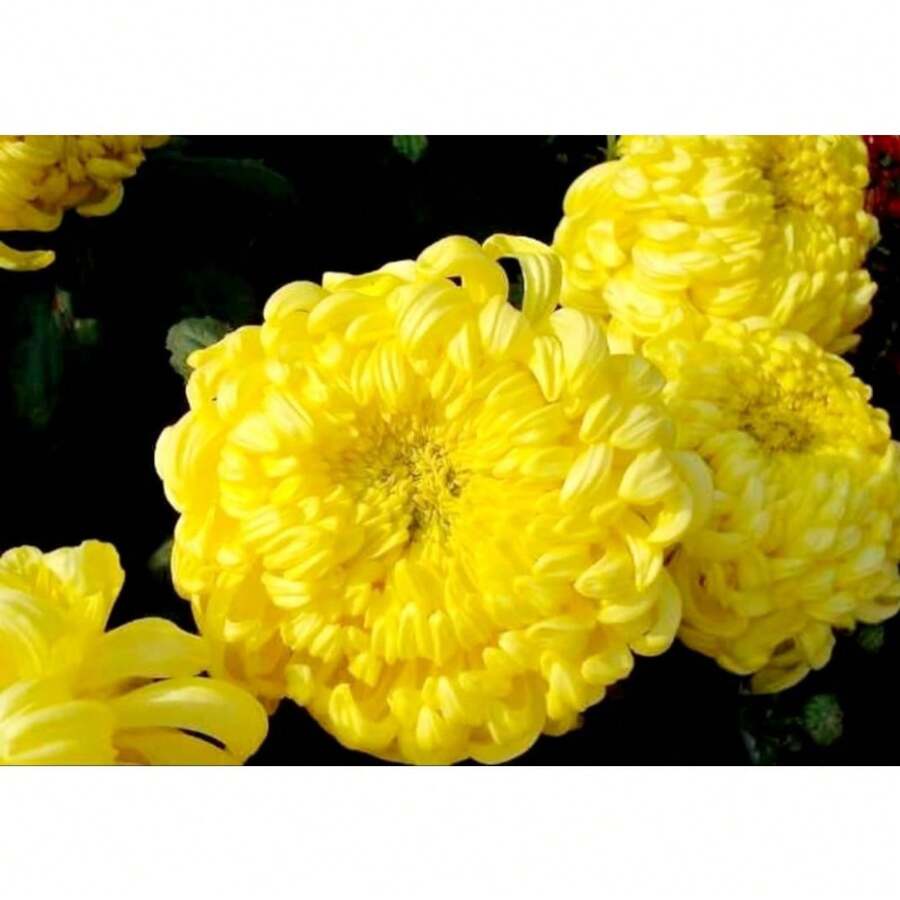 146 piezas de semillas de lelilie de día flores ornamentales exterior jardín mix colores vivos fácil cultivo decoración premium resistente especial - 146 - Ver 1