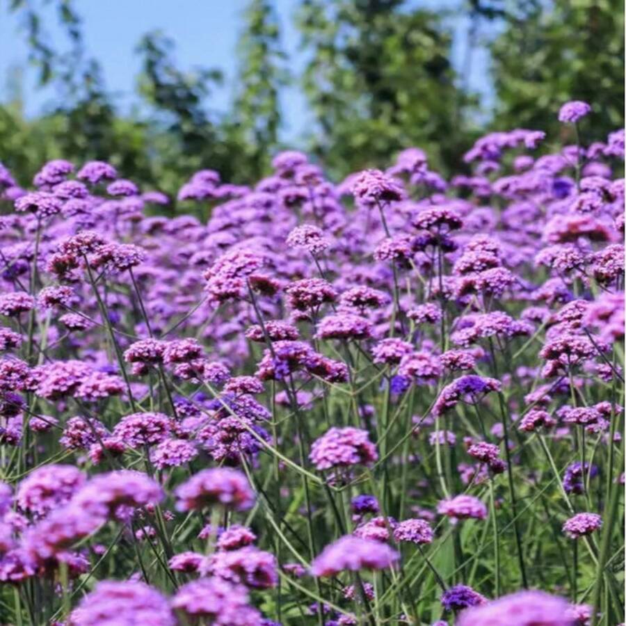 300 piezas de semillas de flor de Verbena Bonariensis para plantar - Perfectas para siembra de primavera, perennes, resistentes a la sequía, flores fragantes para un jardín o patio trasero impresionante - 300 semillas - Ver 1