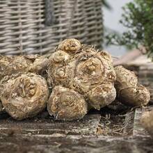 150 bulbos de lirio Kara de colores importados, plantas en maceta, flores de interior de cuatro estaciones, plantas de floración fáciles de cultivar, perennes - 150 piezas - Ver 4