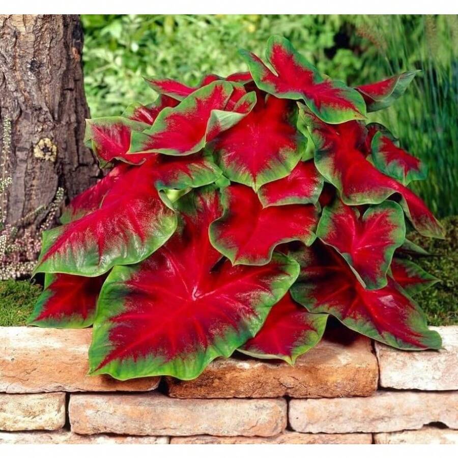 354 piezas de semillas de pájaro rojo de Florida Kaladim, listas para plantar - el regalo perfecto para amantes de las plantas de jardín o patio en maceta o amantes de la naturaleza - 354 - Ver 1