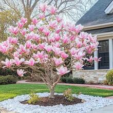 Semillas de flor de magnolia para plantar árbol fragante perenne planta ornamental jardín paquete 108 piezas alta germinación fácil cultivo diseño atractivo especie resistente - 108 piezas - Ver 1