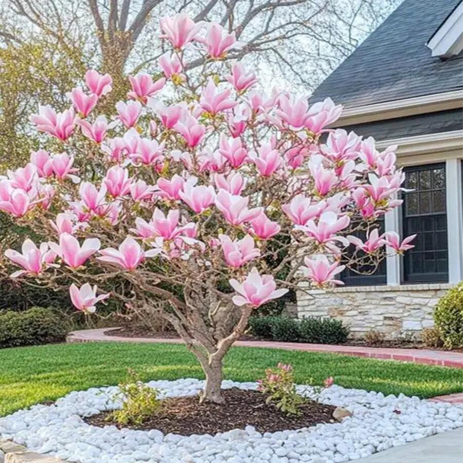 Semillas de flor de magnolia para plantar árbol fragante perenne planta ornamental jardín paquete 108 piezas alta germinación fácil cultivo diseño atractivo especie resistente - 108 piezas - Ver 1