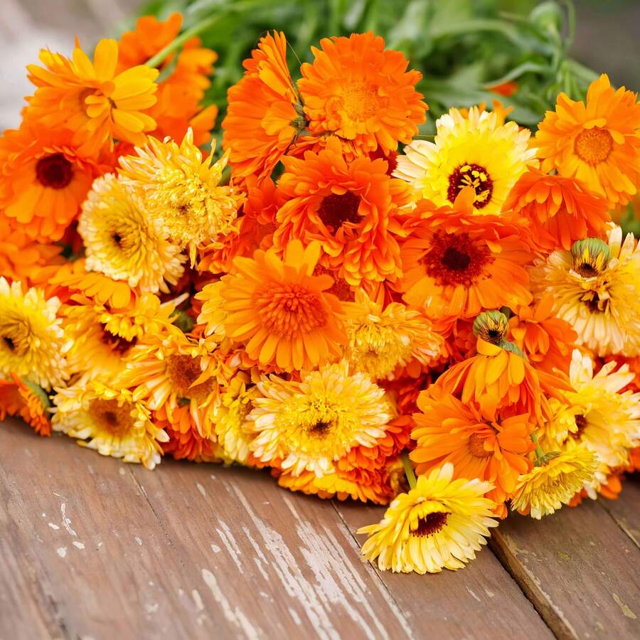 Paquete mixto de 6000+ semillas de caléndula, hermosas flores cultivadas en jardines domésticos, variedades tradicionales no transgénicas, semillas de flores anuales, caléndulas adecuadas para plantar en macetas y en el suelo, plantas de polinización abierta, semillas perfectas para cualquier entorno de jardín. - 3000+ mixtos - Ver 1