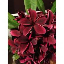 Almacén Local Semillas de Flor de Hibisco Carmesí Semillas Perennes 100 Semillas - paquete de 500 - Ver 1