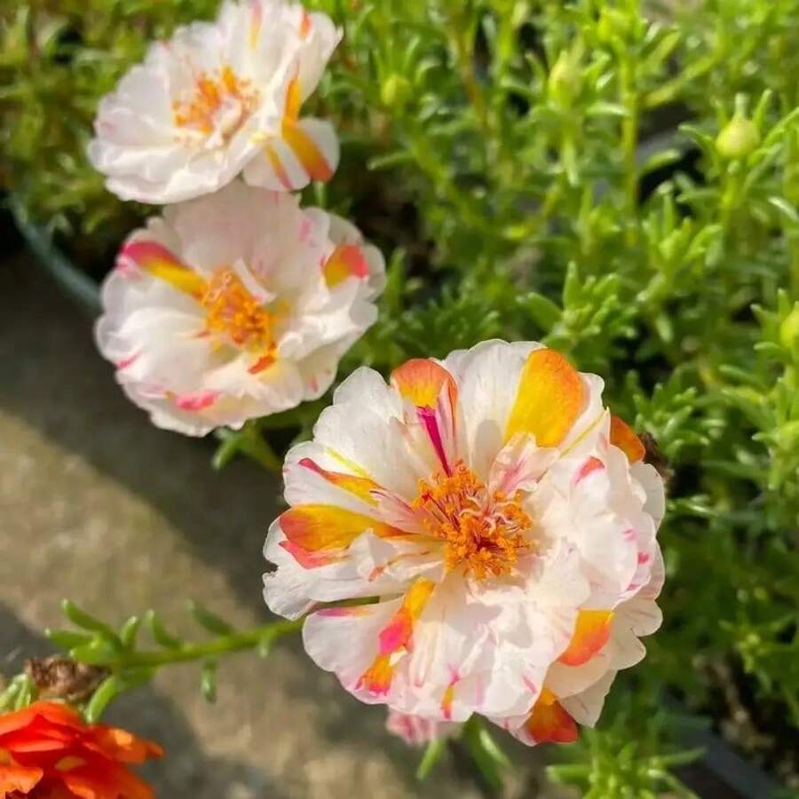 Semillas de Rosa Musgo Mixtas 100pcs Portulaca Grandiflora Mix, Semillas de Jardín No Transgénicas para Rosa Musgo, Portulaca, Rosa de las Once, Rosa Mexicana, Rosa del Sol y Rosa de Roca - 100 piezas - Ver 1