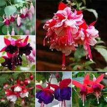 300 Semillas de Jardín de Musgos de Colores Mixtos - 300 piezas - Ver 4