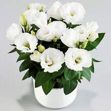 Almacén Local 100 Semillas Blanco Lissance Cardo de Pradera Eustoma Flor Jardín Proveedor de EE. UU. - paquete de 500 - Ver 3