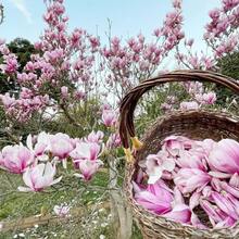 Semillas de flor de magnolia para plantar árbol fragante perenne planta ornamental jardín paquete 108 piezas alta germinación fácil cultivo diseño atractivo especie resistente - 108 piezas - Ver 6